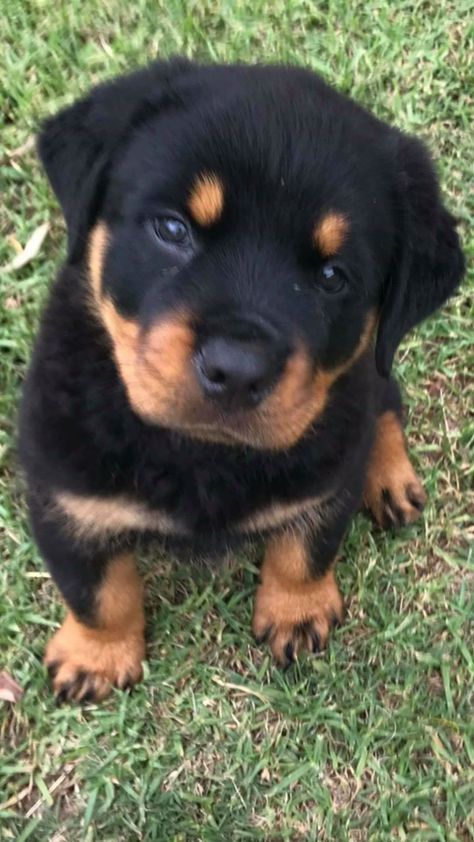 Fluffy Rottweiler, Rottweiler Dog Puppy, Black Puppies, Cute Dog Pics, Dogs Pictures, Staffordshire Terriers, Rottweiler Love, Cute Small Dogs, Black Puppy