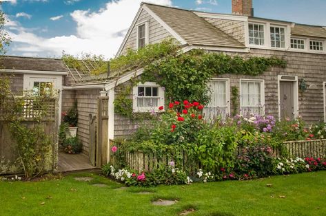 Cape Cod Landscaping, Cape Cod Beach House, Front Yard Flowers, Cape Cod Vacation Rentals, Cape Cod Beach, Kinds Of Flowers, Big Leaf Hydrangea, Cape Cod Style House, Perennial Bulbs