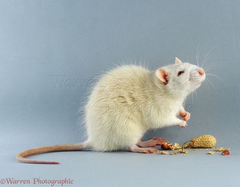 Rat Reference Photo, Animal Reference Photos For Artists, Rat Reference, Rat Anatomy, Rat Sitting, Rat Tattoo, Mouse Photos, Reference Photos For Artists, Albino Animals