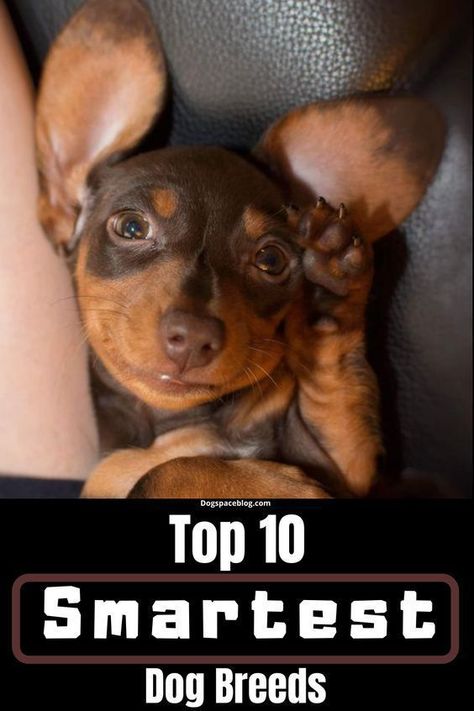 Top 10 Smartest Dog Breeds Train Puppy, Smartest Dog Breeds, Helpful Things, Basic Needs, Train Your Dog, Smart Dog, Puppy Breeds, Pet Hacks, Medium Sized Dogs