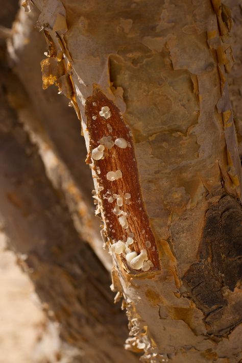 Boswellia Benefits, Boswellia Tree, Ramadan Package, Frankincense Tree, Frankincense Benefits, Living Libations, Frankincense Resin, Frankincense Myrrh, Frankincense Oil