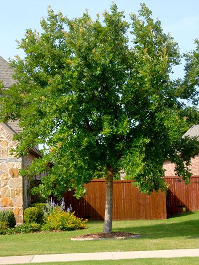 Best shade trees for north Texas. Best Backyard Trees, Backyard Trees, Diy Playground, Garden Ideas Cheap, Garden Route, Diy Yard, Shade Trees, North Texas, Garden Crafts