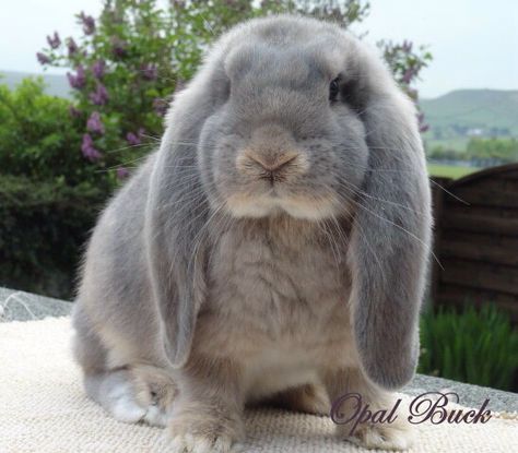 Opal buck. French lop eared rabbit Bunny Lop Eared, Baby Names French, French Lop Rabbit, Lop Eared Rabbit, French Rabbit, Best Baby Names, French Lop, Lop Bunnies, Lop Eared Bunny