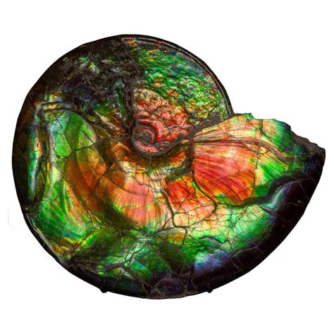 Check out this item from 1stdibs! Iridescent Ammonite Fossil: https://www.1stdibs.com/id-f_32892802 Iridescent Gemstone, Creature Marine, Cretaceous Period, Iron Meteorite, Ammonite Fossil, Napoleon Iii, Mirrors For Sale, Egyptian Gods, Alberta Canada