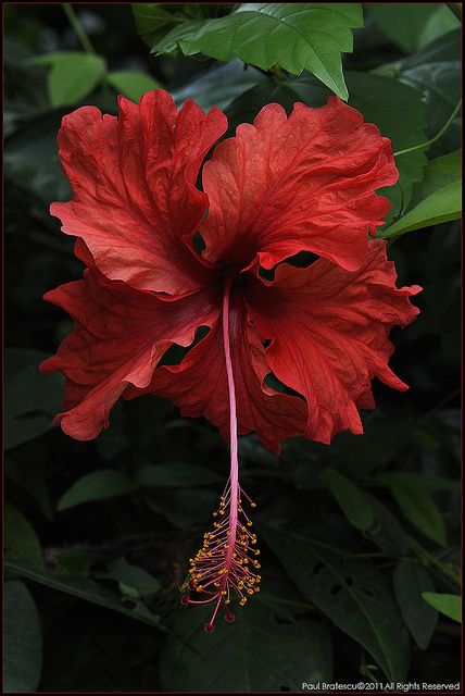 Red Hibiscus Flower, Hibiscus Plant, Red Hibiscus, Hibiscus Flower, All Flowers, Exotic Flowers, Hibiscus Flowers, Red Flower, Flower Beauty