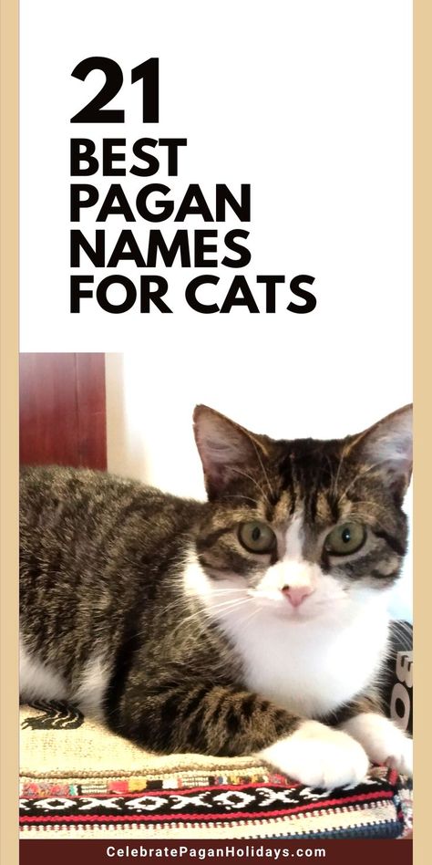 Cats are the perfect pets for pagans. Like us, they are often stereotyped as being up to no good. As someone who is owned by two cats and has spent years doing animal rescue, I worked to find some names that would be meaningful to pagans and their cats. Egyptian Goddess Names, Cat Familiar, Pagan Names, Witchy Names, Celtic Names, Tabby Cat Names, Spiritual Names, Celtic Cats, Pagan Lifestyle