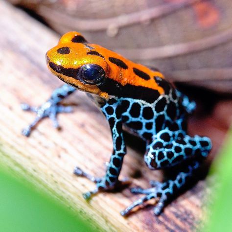 Poisonous Dart Frog, Poisonous Frog, Dart Frog Terrarium, Poisonous Animals, Frog Habitat, Frog Hoodie, Frog Terrarium, Yoga Frog, Art Frog