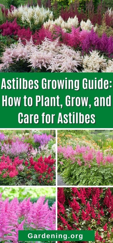 Astilbes are not only beautiful but they are surprisingly useful in problematic areas of the yard and garden. Learn all about them here. Astilbe In Garden, Astilbe Shade Garden, Astilbe Garden Design, Hosta Astilbe Garden, Bulbs That Grow In Shade, Hostas And Astilbe Landscaping, Hosta And Astilbe Shade Garden, Zone 4 Shade Garden, Astilbe Companion Plants