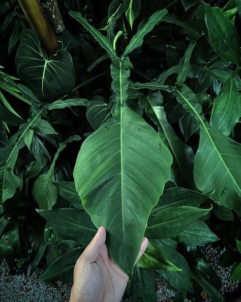 Philodendron Joepii, Forest Plants, Garden Idea, Plant Garden, Sims House Design, Variegated Plants, Indoor Gardens, Rain Forest, Plant Species