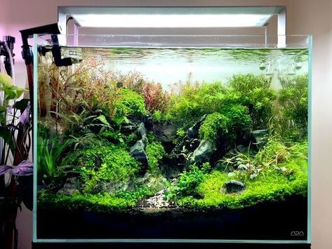 Grace Chin on Instagram: "60cm Brazilian style aquascape 🌱 🪨  Tank- ADA 60H Lights-ADA Aquasky RGB Plants and Rocks- @reoponaqua  Ferts- LCA All In One Premium  #plantedaquarium #aquaticplants #seiryustone #aquascaping #adanatureaquarium #60cm水槽  #plantedfishtank #aquaticplants #brazillianaquascape #fishtank #montecarloplant #naturestyleaquarium #natureaquascape #shrimptank" Underwater Aquarium, Shrimp Tank, Nature Aquarium, Brazilian Style, Aquascaping, Aquatic Plants, Planted Aquarium, Natural Style, Fish Tank