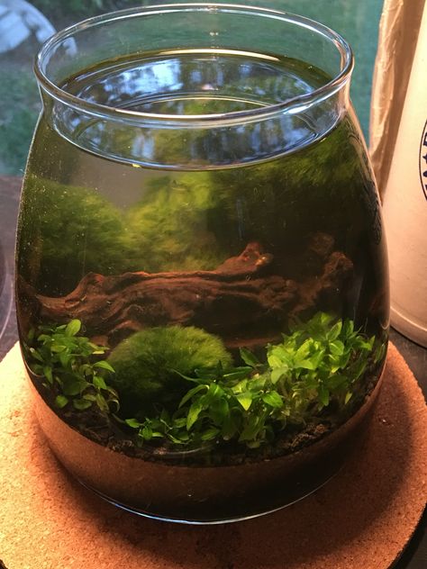 1 gallon tank marimo moss balls, staurogyne repens and driftwood. Just add shrimp! Moss Ball Aquarium Ideas, Moss Ball Terrarium Ideas, Staurogyne Repens, Tiny Ecosystem, Marimo Moss Ball Aesthetic, Marimo Moss Ball Aquarium Ideas, Moss Balls Aquarium, Moss Ball Pet, Marino Moss Ball