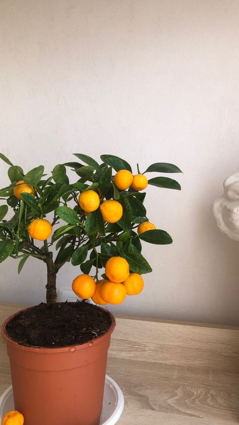 Tree In A Pot, Tangerine Tree, Mandarin Tree, Flower Lady, Small Vegetable Gardens, Banana Tree, Citrus Trees, Home Vegetable Garden, Growing Fruit