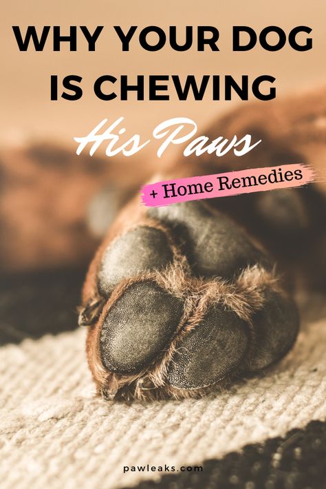 Why Does My Dog Chew His Paws, Dog Chewing On Paws, Dog Licks Paws Remedy, Dog Biting Paws, Dog Chewing Paws, Dog Paw Care, Flea Remedies, Paw Care, Dog Remedies