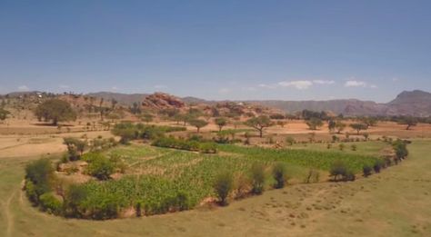 The Ethiopian desert, full of drought and famine just a generation ago, is turning green with crops. Greening The Desert, Desert Vegetable Garden, Ethiopian Landscape, Desert Homestead, Desert Farm, African Trees, Rotational Grazing, Desert City, Sustainable Food Systems