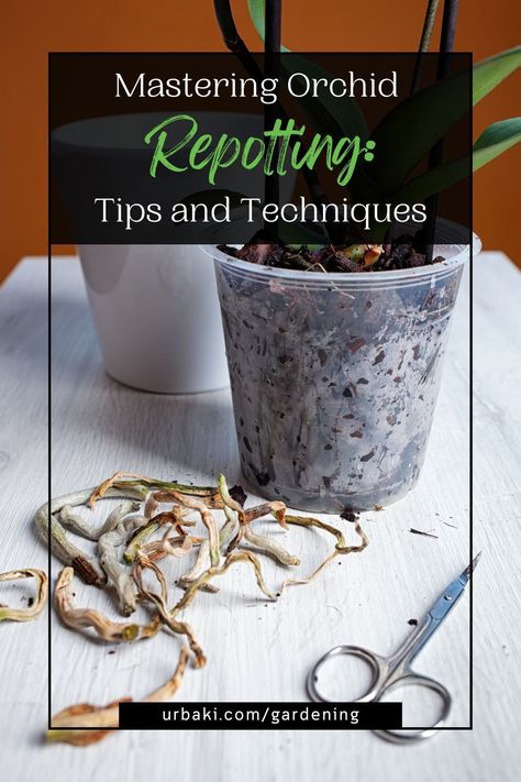 When it comes to repotting orchids, a delicate touch is required. Unlike traditional potted plants, orchids thrive in loose materials like bark, charcoal, and moss. This article guides you through the essential steps of repotting an orchid, ensuring a successful transition for your plant. Discover the secrets to minimize stress and disease risks while exposing the intricate root system. With careful attention and expert advice, you'll confidently replant your orchid and witness it flourish! Replant Orchids Plants, When To Repot Orchids, Orchid Repotting, Orchid Potting Mix, Repotting Orchids, Orchid Plant Care, Orchid Roots, Orchid Bark, Growing Orchids