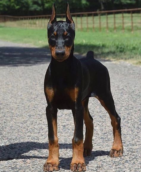 12 Things Doberman Pinscher Dogs Do That Drive Us Nuts | Page 4 of 4 | The Dogman European Doberman, Doberman Puppies, Black Doberman, Doberman Pinscher Puppy, Doberman Love, Doberman Pinscher Dog, Doberman Puppy, Doberman Dogs, Dog Wallpaper