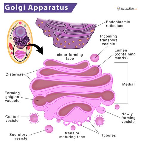 Golgi Apparatus - Definition, Location, Structure & Functions Golgi Apparatus Drawing, Golgi Apparatus Notes, Cell Organelles Diagram, Golgi Apparatus Diagram, Golgi Bodies, Plant Cell Parts, Golgi Apparatus, Cell Project, Anaerobic Respiration