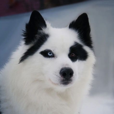 Yakutian Laika, Laika Dog, Police Canine, Sled Dogs, Every Dog Breed, Beautiful Dog Breeds, Spitz Dogs, Disabled Dog, Dogs Breeds