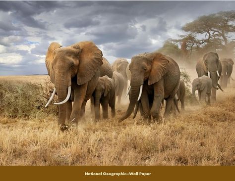 Beautiful Elephants Photography, Cute Elephant Pictures, All About Elephants, National Geographic Photo Contest, Elephant Photography, Herd Of Elephants, Africa Photography, Seeing Is Believing, Elephants Photos