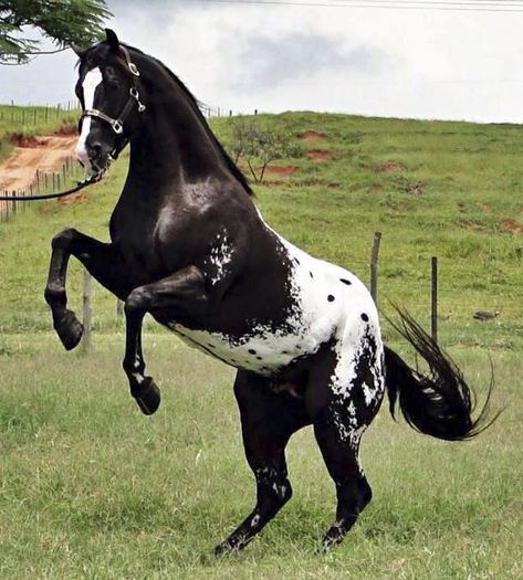 Beautiful black appaloosa horse Cheval Pie, Horse Pics, Appaloosa Horse, Andalusian Horse, Appaloosa Horses, Most Beautiful Animals, Majestic Horse, Horses And Dogs, Horse Crazy