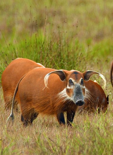 Running Animals, Red River Hog, Wild Hog, Dangerous Animals, Animals Amazing, Hilarious Photos, Interesting Animals, Unusual Animals, Rare Animals