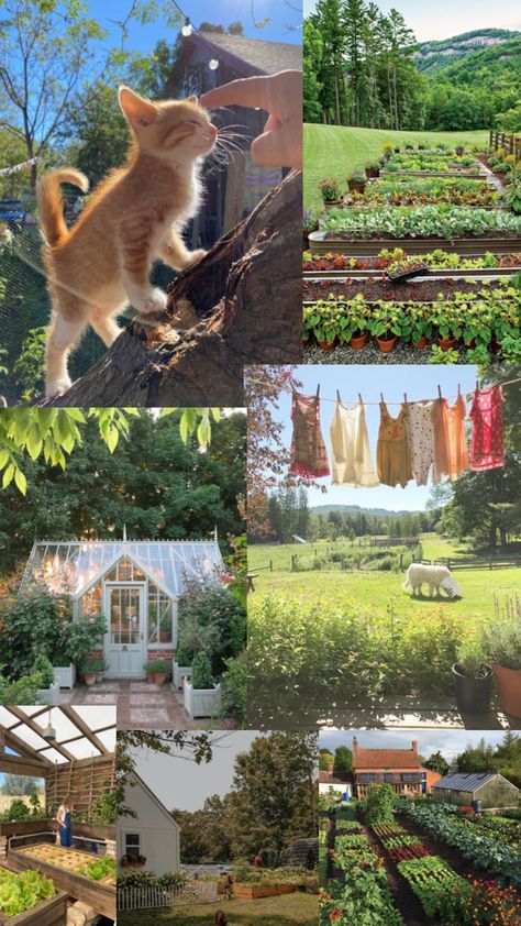 #farm #cats #nature #summer Owning A Farm Aesthetic, Little Farm Aesthetic, Old Money Farm Aesthetic, Mini Farm Aesthetic, Summer Farm Aesthetic, Aesthetic Farm Life, Farm Home Aesthetic, Farm Cottage Aesthetic, Farm Gardens Country