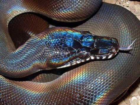 Coolest snake iv ever seen. - Imgur Nature, Iguanas, Volturi Aesthetic, Spiders And Snakes, Cool Snakes, The Wombats, Rainbow Snake, White Lips, Reptile Snakes