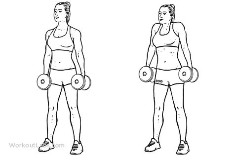 Dumbbell Shrug | Illustrated Exercise guide - WorkoutLabs 💪 Back Workouts, Fitness Tips, Dumbbell Back Workout, Best Dumbbell Exercises, Dumbbell Exercises, Dumbbell Workout, A Gym, Back Workout, Your Back