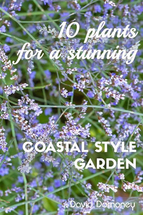 Nantucket Style Gardens, Coastal Rockery Garden, Beachy Garden Ideas Yards, Seaside Plants Coastal Gardens, Coastal Rosemary Landscape Design, Beach House Plants Outdoor, Coastal Nc Landscaping Ideas, Backyard Landscaping Coastal, Seaside Garden Coastal Cottage