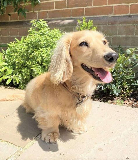 English Golden Dachshund, Cream Colored Dachshund, Cream Daschund Puppies, Blonde Dauchsands, Long Hair Cream Dachshund, English Cream Long Haired Dachshund, Mini Golden Daschund, Blonde Dashound, Golden Wiener Dog