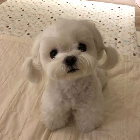 Dog Icon, Cute Animals Puppies, Very Cute Dogs, Puppies And Kitties, Really Cute Dogs, Cute Little Puppies, Silly Dogs, White Dog