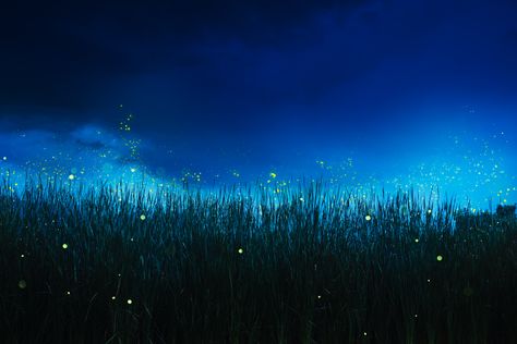 Fireflies Are Disappearing, and Agriculture Is Partly to Blame - Modern Farmer Field At Night, Fireflies In A Jar, Modern Farmer, Flip Image, Firefly Lights, Romantic Music, Jar Art, Grass Field, Perfect Image