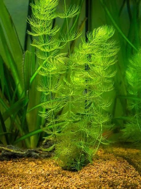 HORNWORT PLANT Hornwort Plant, Aquatic Habitat, Java Fern, Java Moss, Axolotl Tank, Turtle Tank, Natural Pond, Pond Life, Pond Plants