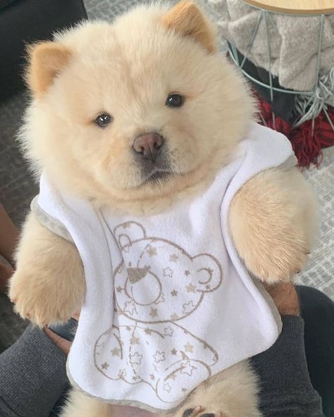 🧸 • • •⁠ 𝗙𝗼𝗹𝗹𝗼𝘄 @chowtimechowchow • • •⁠ 𝗟𝗶𝗸𝗲 & 𝗧𝗮𝗴 a friend to share a smile.⁠ • • •⁠ 📸: @s.imbachowchow Chow Chow Dog Puppy, Perros Chow Chow, Chow Chow Puppy, Chow Chow Dogs, Cute Cat Drawing, Cute Small Animals, Cute Animals Puppies, Puppy Chow, Cute Little Puppies