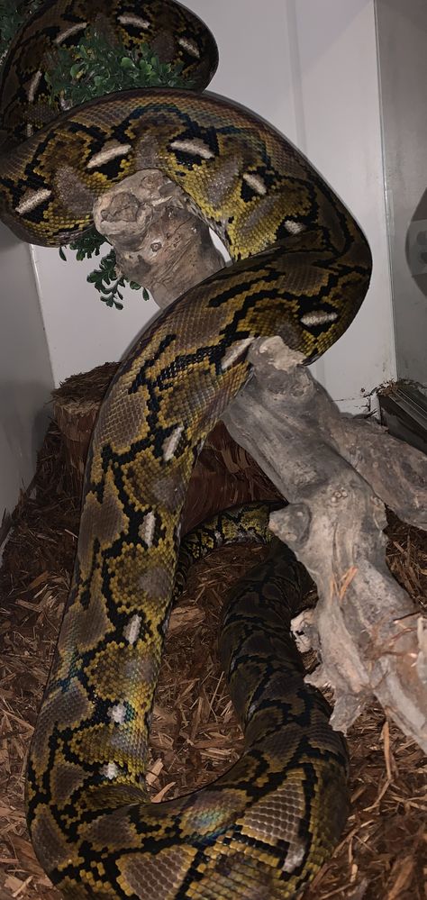 Boa Constrictor Aesthetic, Pet Snake Aesthetic, Big Pet Snake, Albino Cobra Snake, Reticulated Python, Beautiful Love Images, Ball Python Axanthic, Ball Python Morphs, Cute Snake