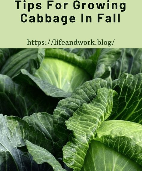 Growing Fall Cabbage How To Grow Cabbage, Grow Cabbage, Growing Cabbage, Cabbage Varieties, Types Of Cabbage, Cabbage Plant, Savoy Cabbage, Pest Management, Easy Mexican