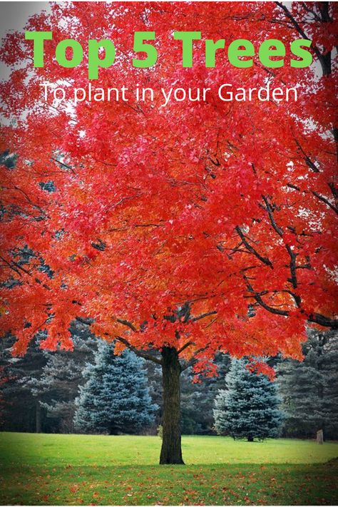 Top 5 Trees To Plant In Your Garden Acer Rubrum, Gardening Zones, Red Maple, Sugar Maple, Red Tree, Tree Photography, Colorful Trees, Maple Tree, Deciduous Trees