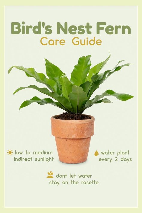 Fern Care Indoor, Fern Plant Care, Dog Safe Plants, Bird's Nest Fern, Ferns Care, Plant Care Guide, Plant Diary, Household Plants, Plant Care Houseplant