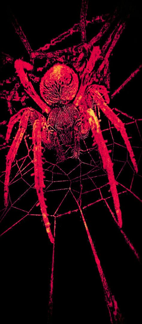 Animal Skull Wallpaper, Emo Aesthetic Wallpaper, Skull Wallpapers, Pet Spider, Dark And Mysterious, Best Wallpaper Hd, Vintage Spider, Dark Red Wallpaper, Scary Animals