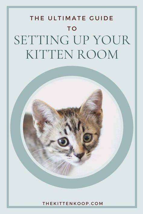 Click to learn how you can set up the best kitten room, kitten home base, and more! Kitten Set Up In Bedroom, Fostering Kittens Setup, Kitten Room Set Up, Foster Kittens Setup, Foster Kitten Room, Diy Kitten Playpen, Foster Kitten Room Ideas, Kitten Set Up, Kitten Foster Room