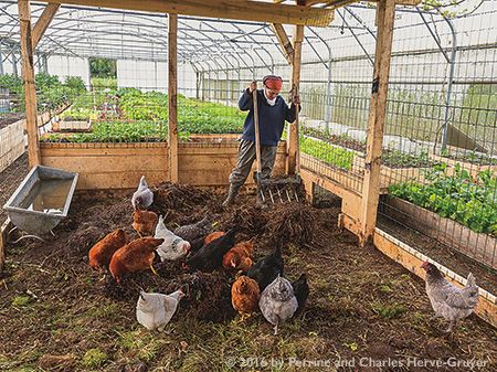 Profitable and Ecological Small-Scale Farming - BC Farms & Food Animal Farming, Food Forest Garden, Homestead Farm, Farm Layout, Farm Business, Farm Projects, Farm Lifestyle, Chicken Garden, Fall Garden Vegetables