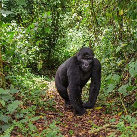 In Uganda you can visit mountain gorillas in Bwindi Impenetrable National Park Mountain Gorillas, Monkey Species, Aggressive Animals, Gorilla Trekking, Forest Habitat, Monkey Forest, Mountain Gorilla, Great Ape, Park Ranger