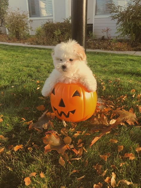 Cute Animals Halloween, Animals Dressed Up For Halloween, Dog Halloween Aesthetic, Fall Puppy Photoshoot, Preppy Halloween Pfp, Preppy Fall Pfp, Fall Dog Photoshoot, Fall Puppies, Fall Dog Photos