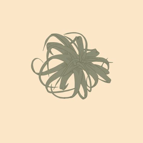 Air Plant Tattoo, Air Illustration, Air Plant Art, Types Of Air Plants, Air Plant Garden, Plant Wedding Favors, Large Air Plants, Plant Inspiration, Plant Display Ideas