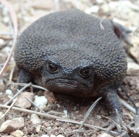 This Is The Black Rain Frog That Looks Like An Angry Avocado And Has The Most Adorable Squeak African Rain Frog, Rain Frogs, Poor Life, Rain Frog, Pet Frogs, Frog Pictures, Black Rain, Life Decisions, Little Critter