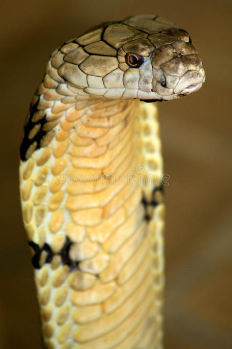 California King Snake, King Cobra Snake, Venomous Snake, Poisonous Snakes, Cobra Snake, Pet Snake, Snake Art, Beautiful Snakes, Reptile Snakes