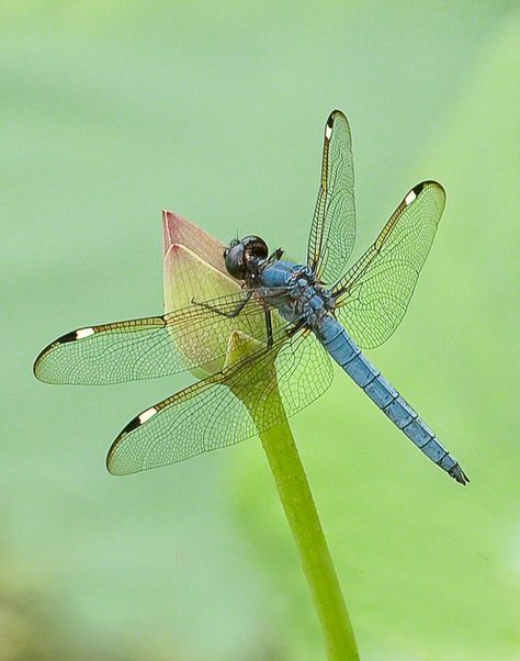 Male Spangled Skimmer - Photograph at BetterPhoto.com Dragonfly Images, Regard Animal, Dragonfly Photos, Dragon Flys, Dragonfly Painting, Gossamer Wings, Damselflies, Dragonfly Insect, Dragonfly Dreams