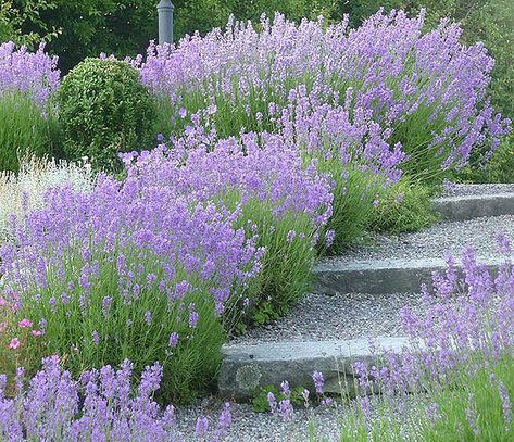 Stone Garden Paths, Stone Steps, Sloped Garden, Lavender Garden, Garden Steps, Lavandula Angustifolia, Garden Cottage, Front Garden, Garden Paths