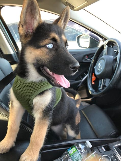 German Shepard mixed husky for sale Husky X German Shepherd, Husky German Shepard Mix Puppy, German Shepherd Husky Mix Puppy, German Shepard Husky Mix, German Husky, Cute Dog Mixes, Pitbull Husky, German Shepherd For Sale, German Shepherd Husky Mix