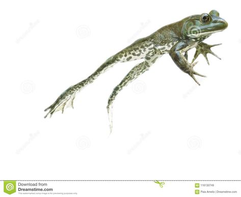 Going Forward - Frog Escaping, Leaping, Jumping And Getting Away Stock Image - Image of photography, escaping: 116130749 Frog Leaping Drawing, Frog Jumping Illustration, Frog Jumping Drawing, References Animals, Frog Leaping, Jumping Photos, Frog Jumping, Leaping Frog, Frog Cat